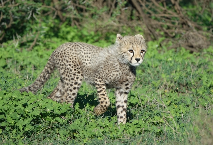 Guépard dans le Seregenti