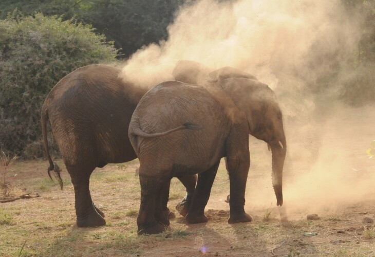 Eléphants au Kenya