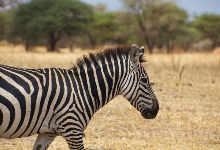 Zèbres dans le Tarangire