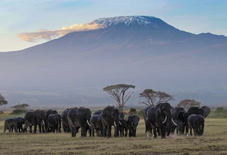 Les éléphants du Parc National d'Amboseli