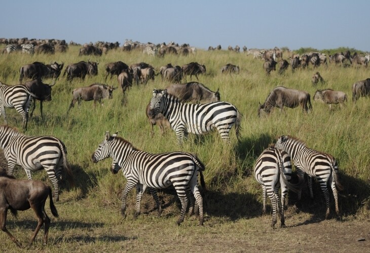 Les gnous et zébres du Masai Mara