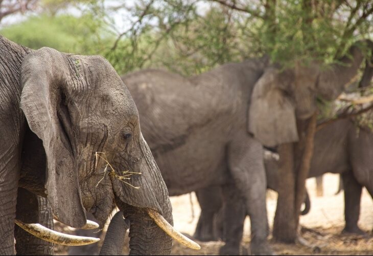 Eléphants dans le Tarangire