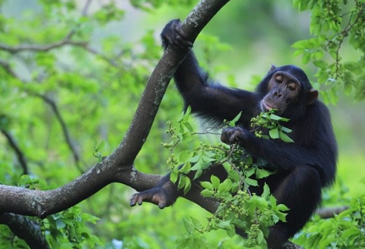Chimpanzé au Parc de Gombe Stream