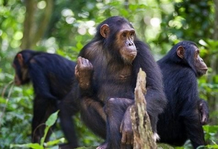 Chimpanzés à Gombe