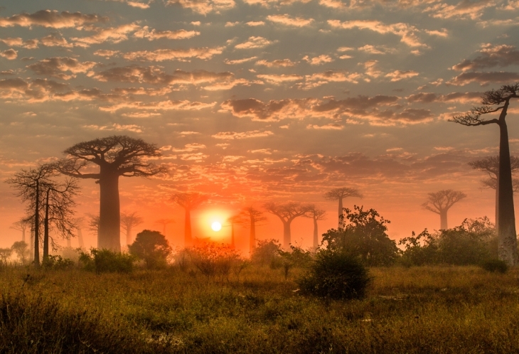 Allée des Baobabs Morondava