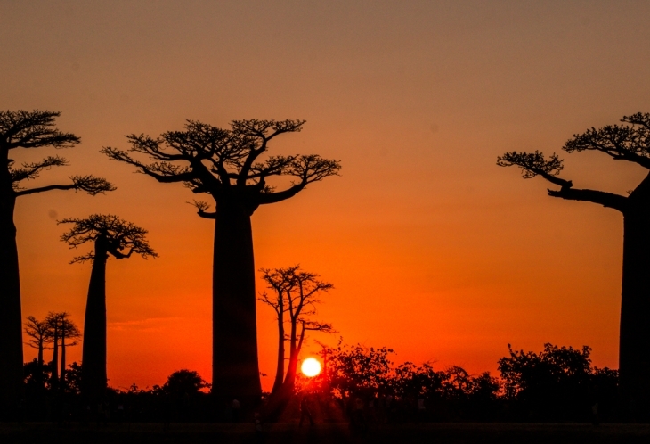 Allée des Baobabs Morondava Madagascar