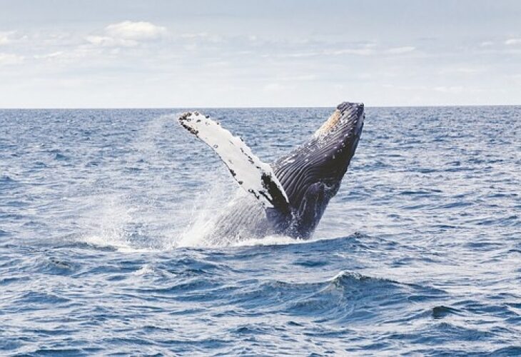 Baleine à bosse