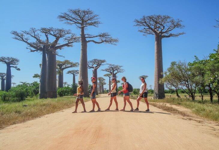 Madagascar - Allée des baobabs