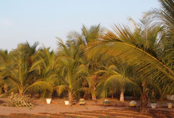 Palmiers Sénégal