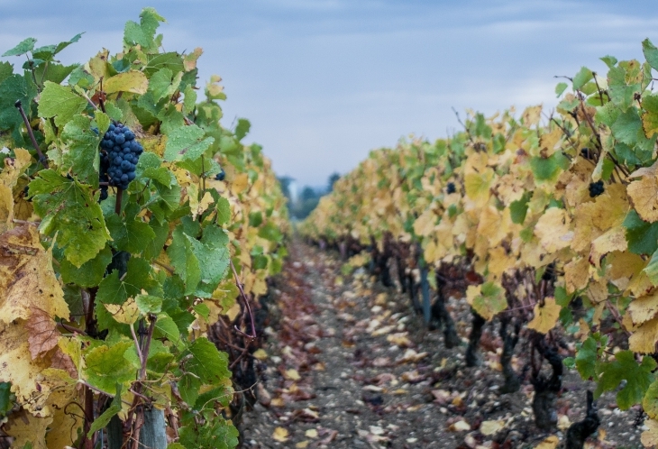 Balade dans les vignes corses aux côtés de Paul votre guide