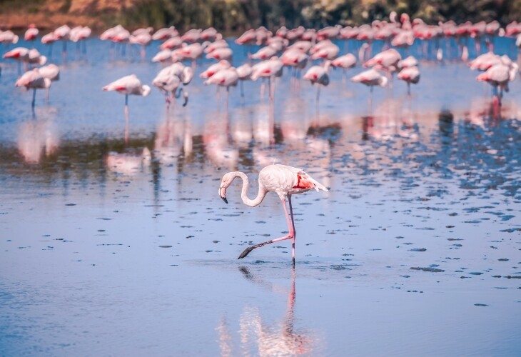 Les flamants roses, animaux emblématiques de Camargue