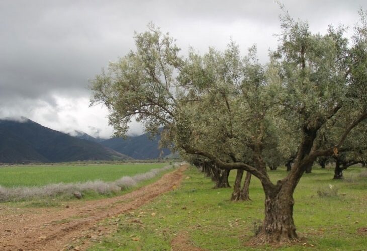 Dans la vallée d'Amizmiz