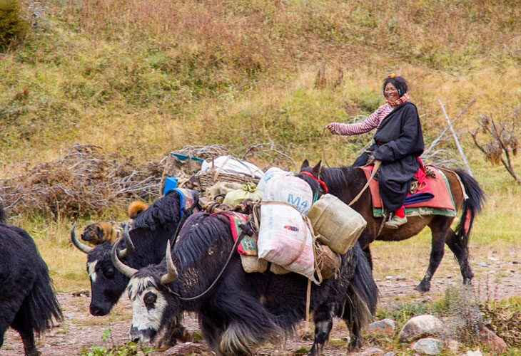 Le yak, le meilleur ami des tibétains... après leur cheval !