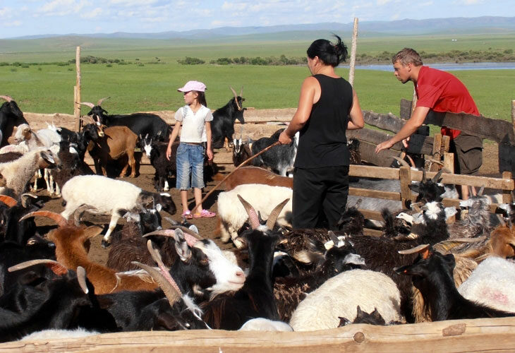 Activités partagées... avec les troupeaux