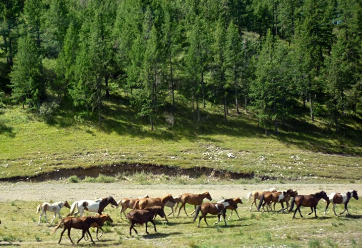 Des paysages variés, et des multitudes de chevaux