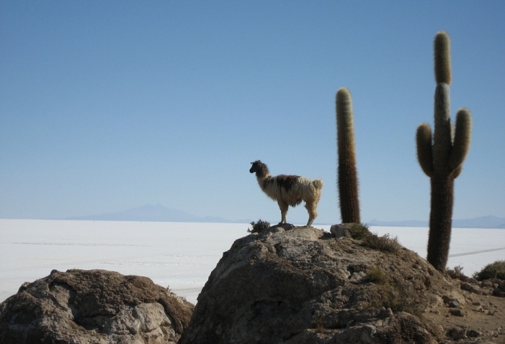 Un lama esseulé dans l'étendue désertique du Salar, en compagnie de cactus.