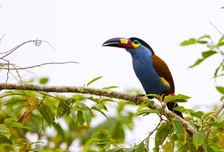 Découvrez la biodiversité en Equateur