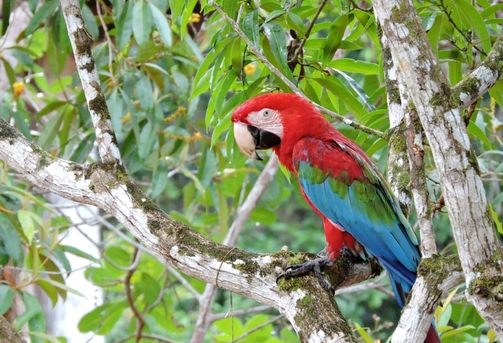 La foret amazonienne nous réserve de belles surprises...