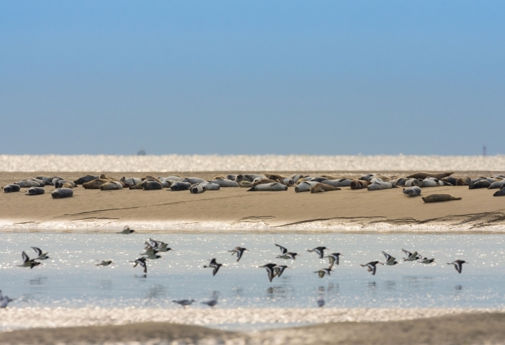 Phoques et oiseaux