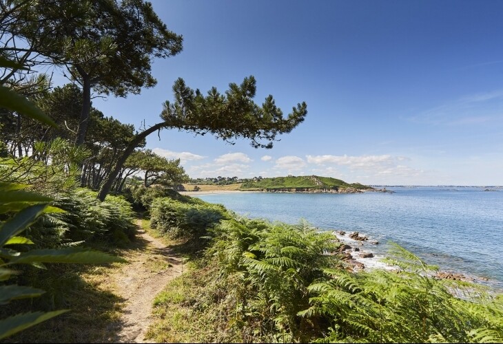 Pins sur le sentier des douaniers