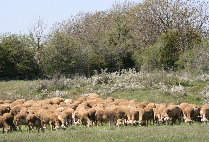 Moutons Causses Noires