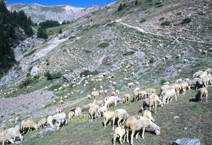 Moutons