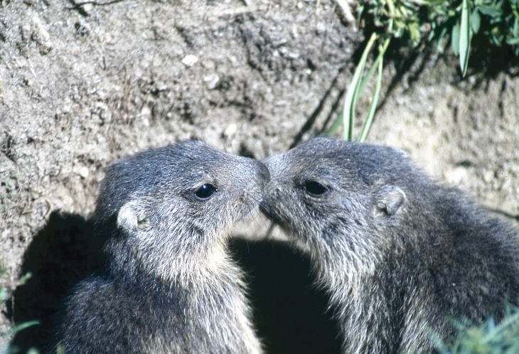 Marmottes