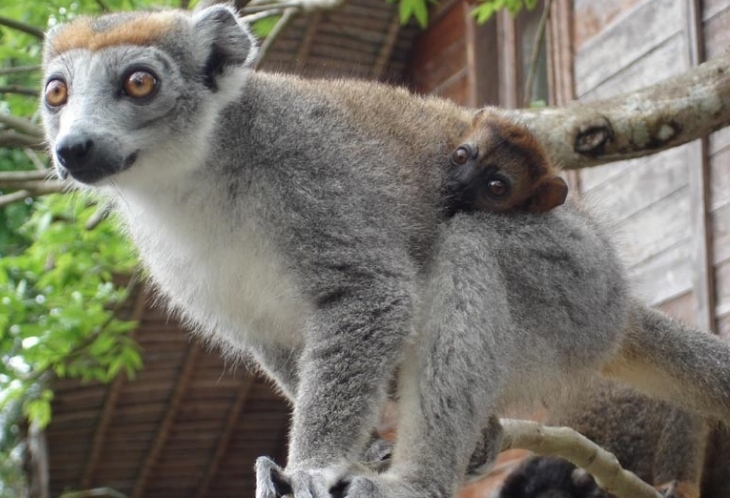 Lémurien, Madagascar