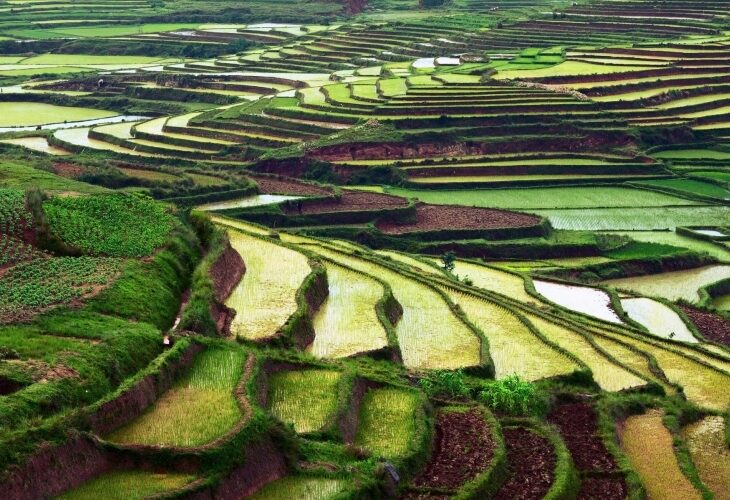 Rizières près de Betafo, Madagascar