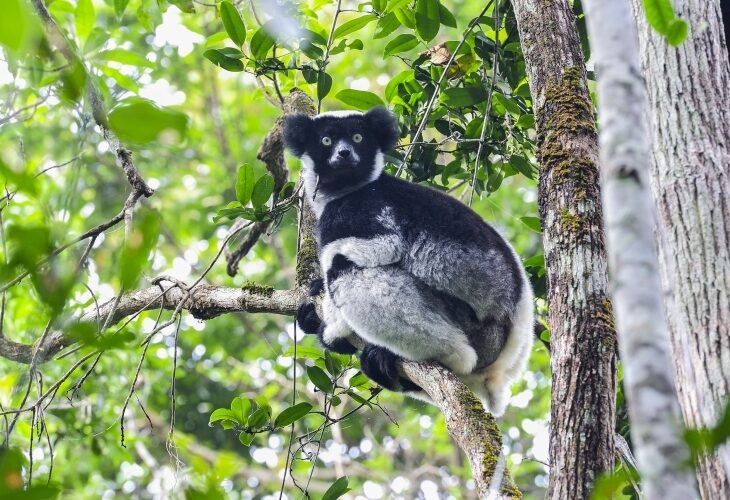 Lémuriens dans les arbres, Madagascar
