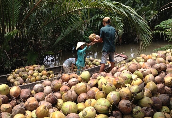 Ramassage de noix de coco, delta du Mékong