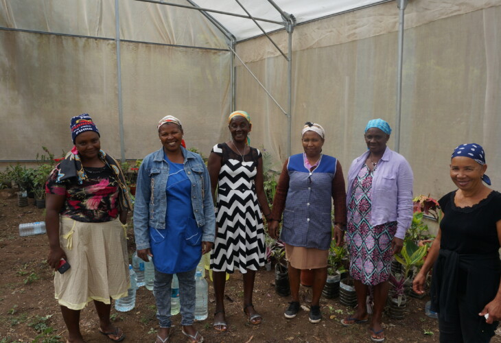 Production de plantes ornementales sous serre