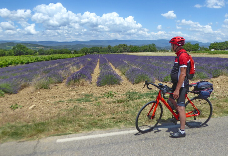 P1150099 Ventoux - Entre Lacoste et Coustellet (Admirer la Lavande)