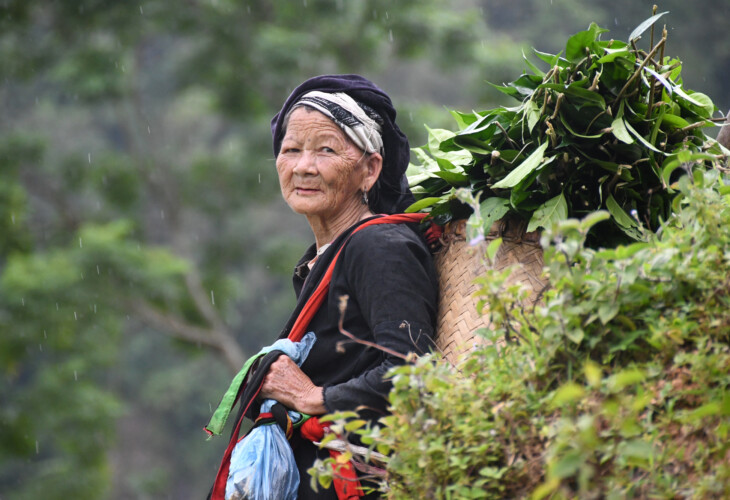 Suoi Thau, récolte du thé