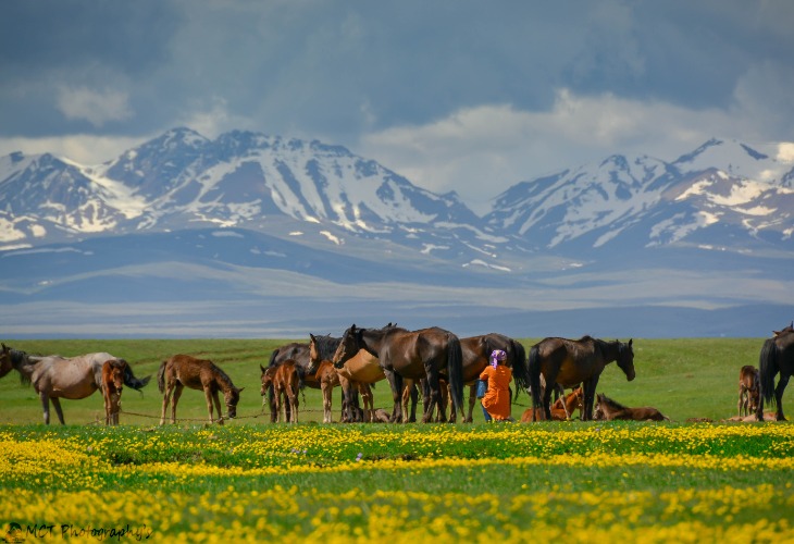 Traite des juments au Kirghizistan