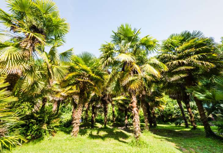 Domaine de la Roche-Jagu, la palmeraie ©L'oeil de Paco