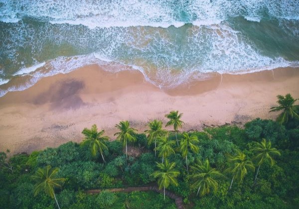 Plage de cocotiers