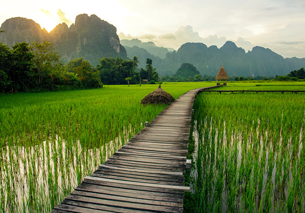 Vietnam_Riziere_passerelle_bois