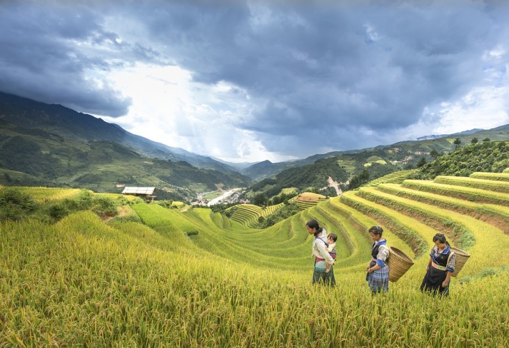 Dans les rizières vietnamiennes
