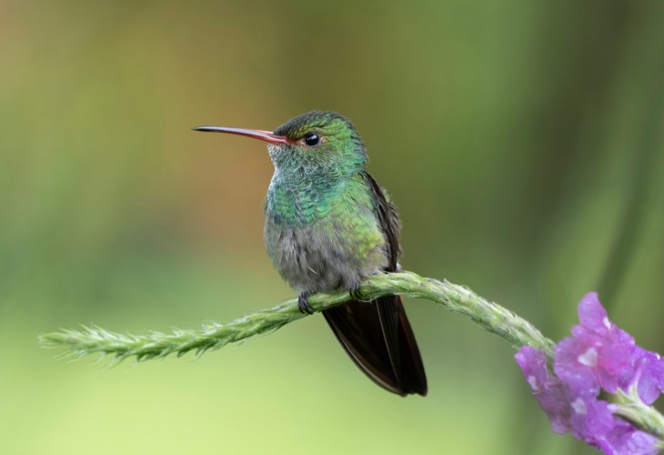 Un colibri de toutes les couleurs !