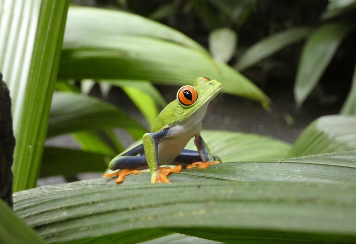 Attention aux grenouilles