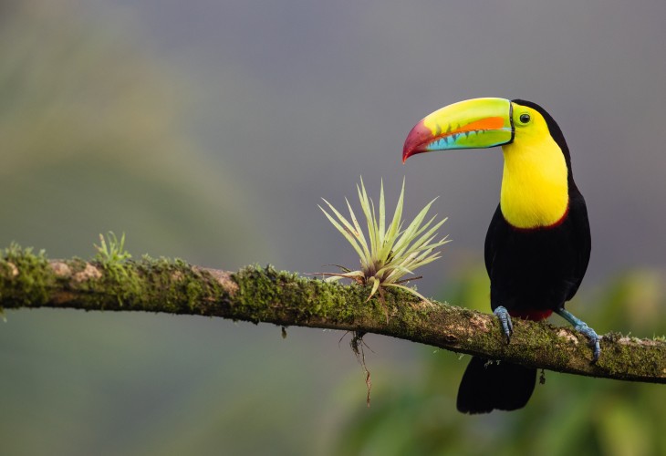 La nature verdoyante du Costa Rica
